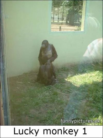 Il est le plus proche parent de l'homme, et je le prouve !