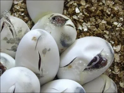 Quels sont ces oeufs ?