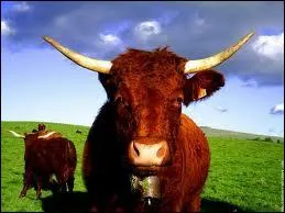 Les vaches de race de Salers ont...