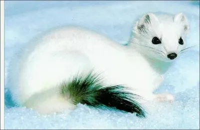 Au pelage gris-brun l't, mais blanc avec le bout de la queue noir en hiver...