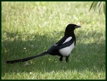 Volatile chapardeur, la...