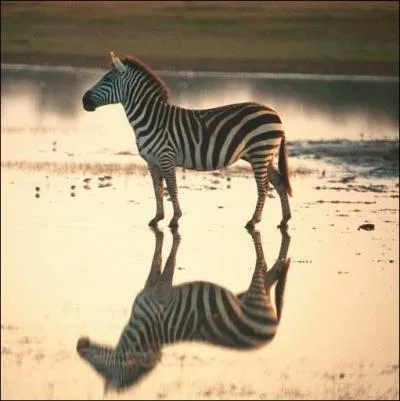 Code-barre de la savane...