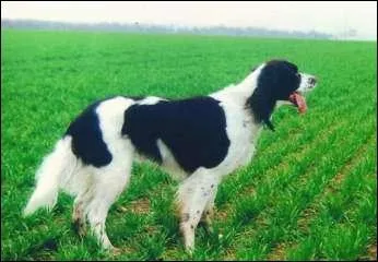 Il est parfois Breton...