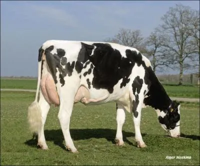 A la robe pie noir...