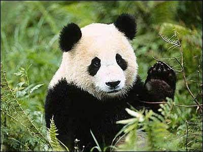 Symbole du WWF et grand amateur de bambou...