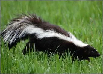 Quatre orthographes diffrentes pour un animal proche de la moufette...