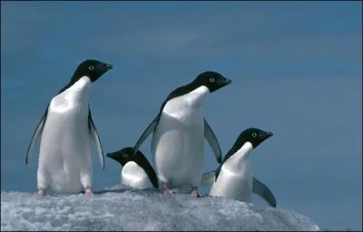 Habite les terres Adlie en Antarctique...