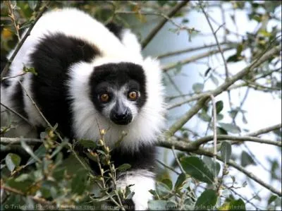 De la famille des Lmuriens...