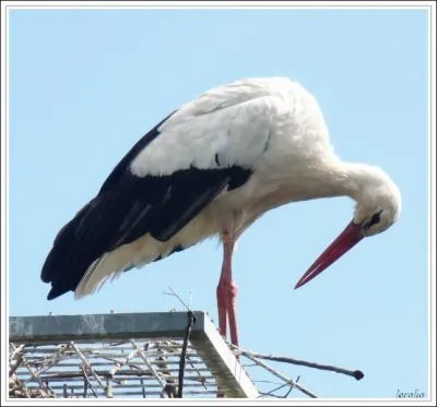 Echassier alsacien...