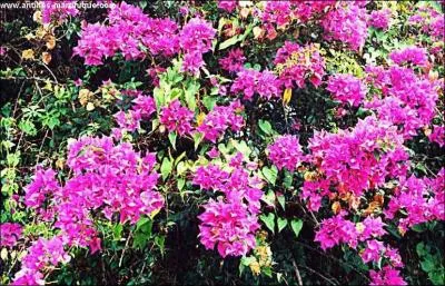 Que sont ces fleurs ?