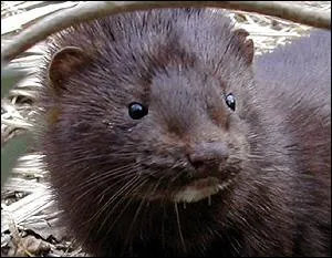 Comment se nomme ce petit carnivore qui pse de 800 g  1 kg ?