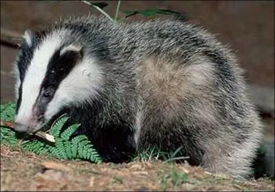 Comment s'appelle cet animal trapu et court sur pattes, portant des bandes noires sur son museau blanc ?