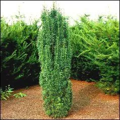 Quel est ce conifre ?