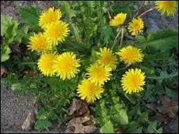 Comment nomme-t-on la fleur de pissenlit ?