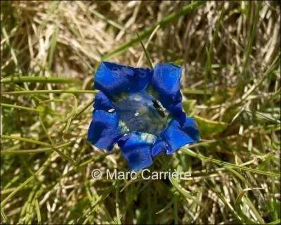 Belle fleur bleue, protge, c'est :