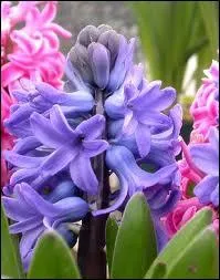 Quelle est cette fleur ?