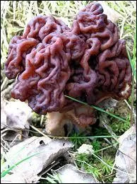 Quel est ce champignon ?