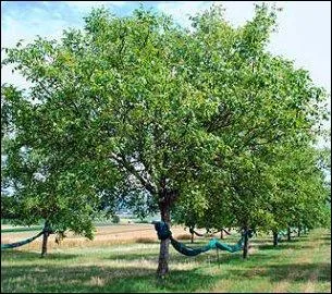 Reconnaissez-vous cet arbre ?