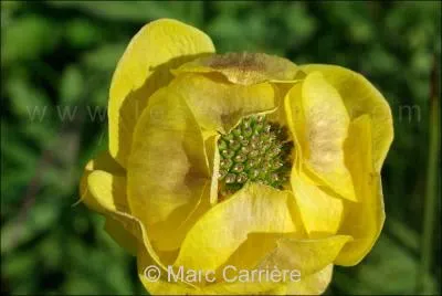 Quel est le nom de cette fleur ?