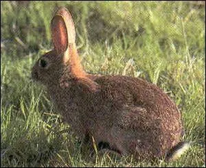 Connaissez-vous cet animal ?