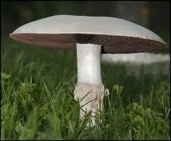 Quel est ce champignon ?