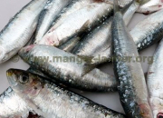 Quiz Autour de la sardine