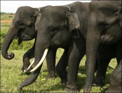 Les dfenses des lphants correspondent  ...