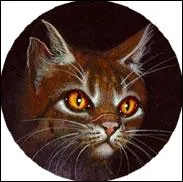 Pourquoi Etoile du tigre tait mchant ?