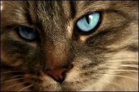 Par qui Plume de faucon a-t-il t tu ?