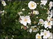 Quel est ce rosier ?