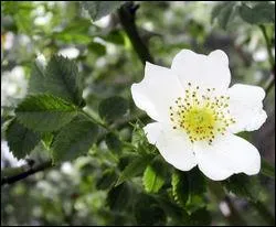 Quel est ce rosier ?