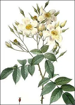 Quel est ce rosier ?