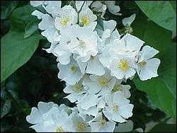 Quel est ce rosier ?