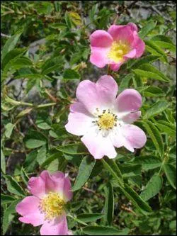 Quel est ce rosier ?