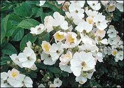 Quel est ce rosier ?