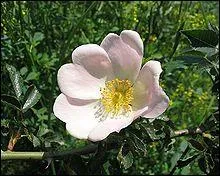 Quel est ce rosier ?