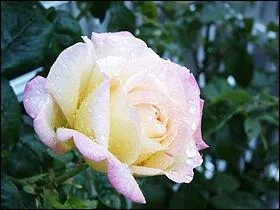 Quel est ce rosier ?