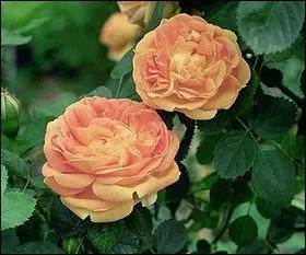 Quel est ce rosier ?