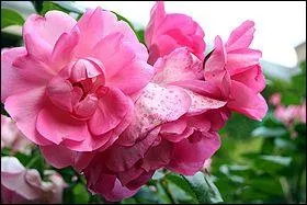 Quel est ce rosier ?