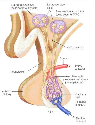 O se situe l'hypothalamus ?