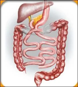 Si on le droulait, quelle longueur ferait le petit intestin ?