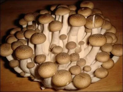 Lequel de ces termes dsigne un champignon japonais ?