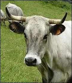 Race que l'on trouve principalement dans la rgion Midi-Pyrnes et Languedoc-Roussillon ... .