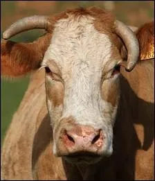 Eleve surtout dans le Jura. Son lait participe  l'laboration du comt et du morbier ... .