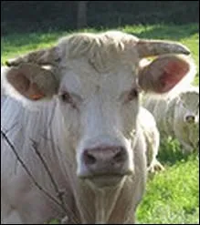 Race bouchre par excellence ... .