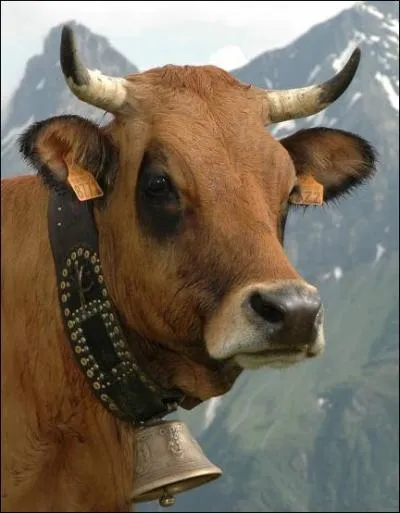 Race de montagne appele galement  Tarine  et  Savoiarda   dans le Val d'Aoste ... .