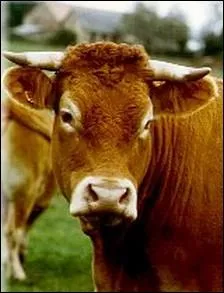 Race bouchre rustique originaire du centre de la France ... .