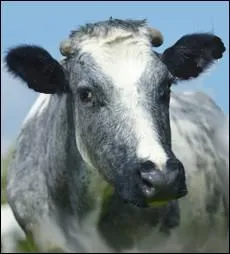 Race laitire dcime par les deux guerres mondiales ... .