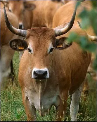 Trs bonne race  lait vivant aux abords du marais poitevin ... .