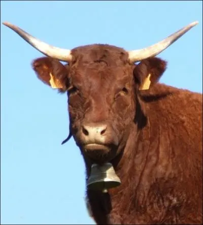 Race prsente dans les Monts du Cantal ... .